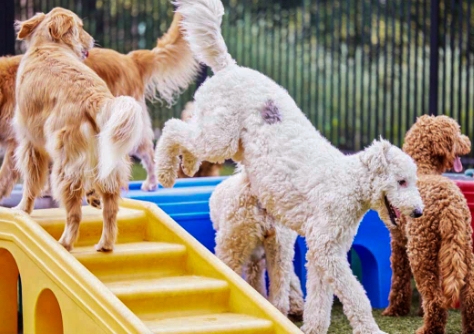 Dog Hotel & Daycare Services | All American Pet Resorts