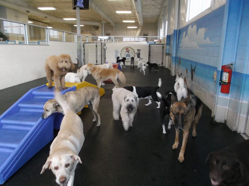 Photo Gallery | All American Pet Resorts Canton