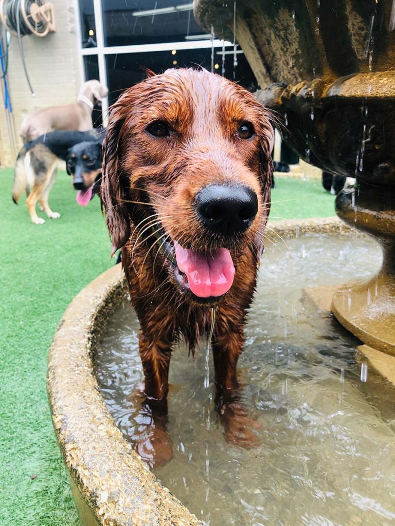 A cheerful dog under a fountain at All American Pet Resorts Dallas